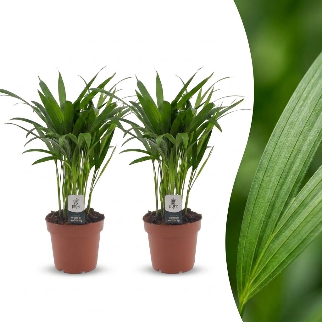 Areca Lutescens - Palma di Betel - 2 Piante - Vaso 12cm - Altezza - 45cm