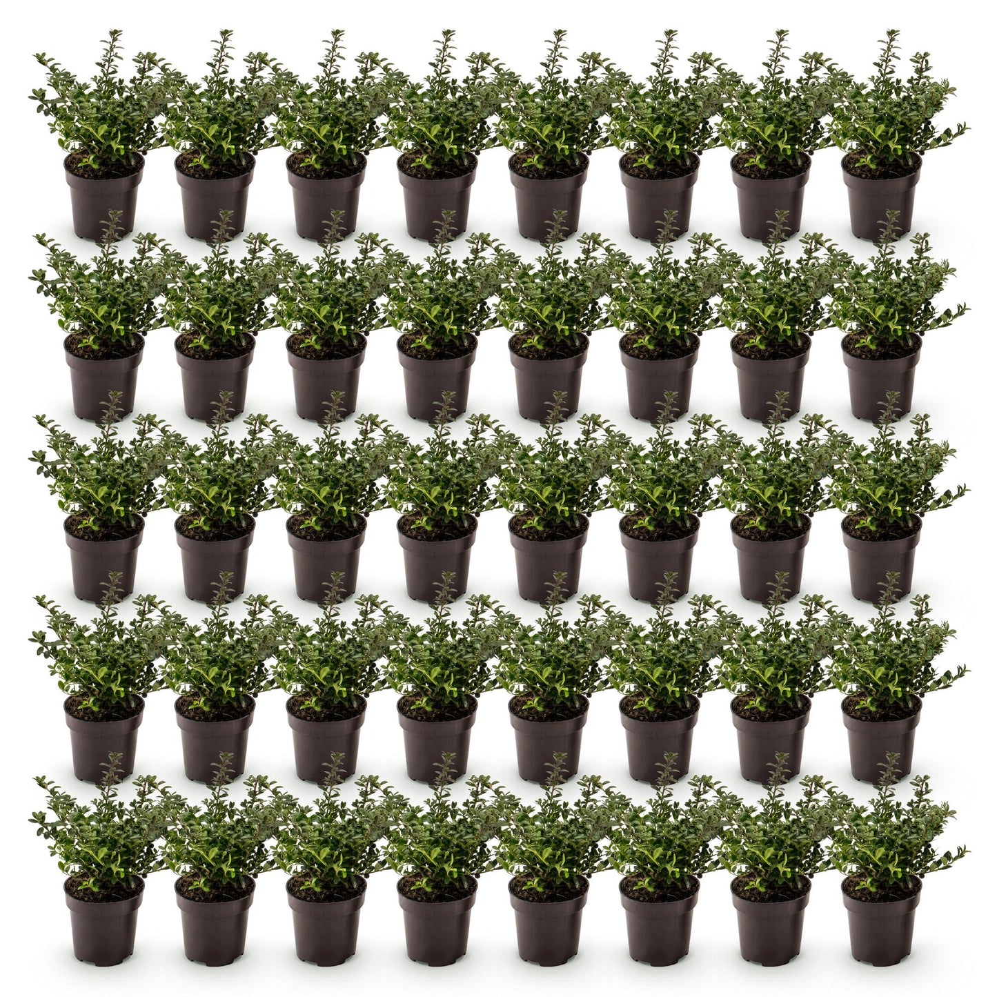Green boutiQ - 40x Ilex crenata Stokes - Japanese Holly - Hedge Plants - Evergreen - Green - 9cm Pot - 20-30cm Height