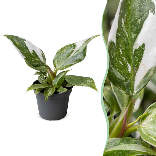Philodendron White Princess - Philodendron White Princess - Vert - Blanc - Tropicale - Ø6cm - ↕16cm