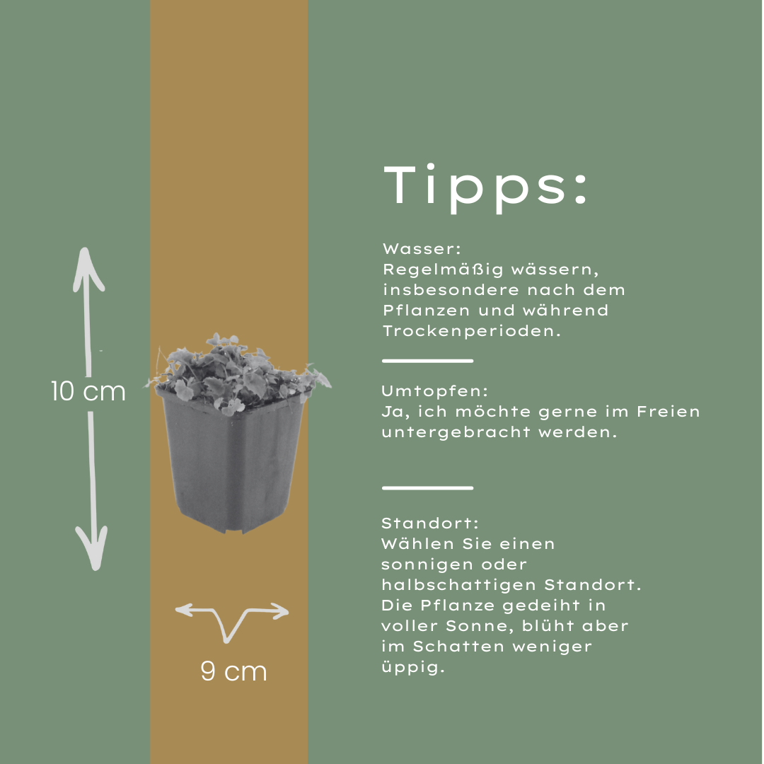 12x Campanula poscharskyana - ↕10-25cm - Ø9cm