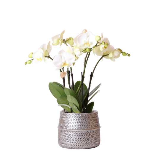 Orchidee colibrì | Orchidea phalaenopsis bianca Gent in vaso decorativo Groove argento - dimensioni vaso Ø12cm | pianta d'appartamento fiorita in vaso di fiori - fresca dal coltivatore