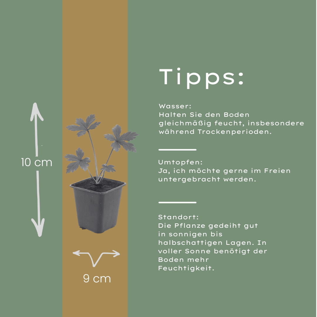 60x Astrantia major - ↕10-25cm - Ø9cm