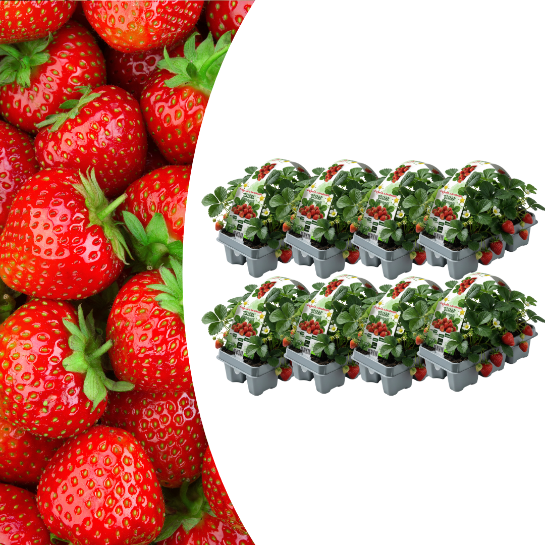 Aardbeien 6 pack (Fragaria) 100% biologisch
