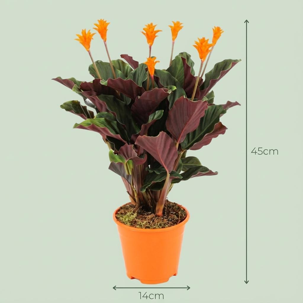 Calathea Crocata - Ø 14 cm - Altezza: 40 - 45 cm