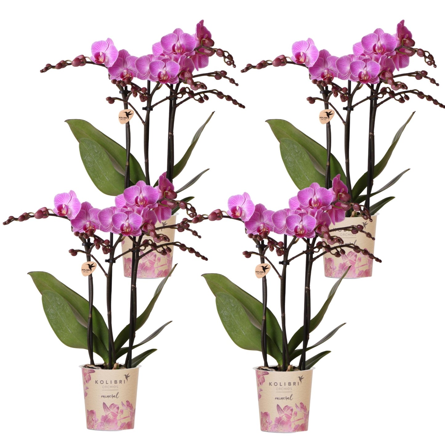 Kolibri Orchids | COMBI DEAL of 4 Phalaenopsis orchids - Vienna - pot size Ø9cm | flowering houseplant - fresh from the grower