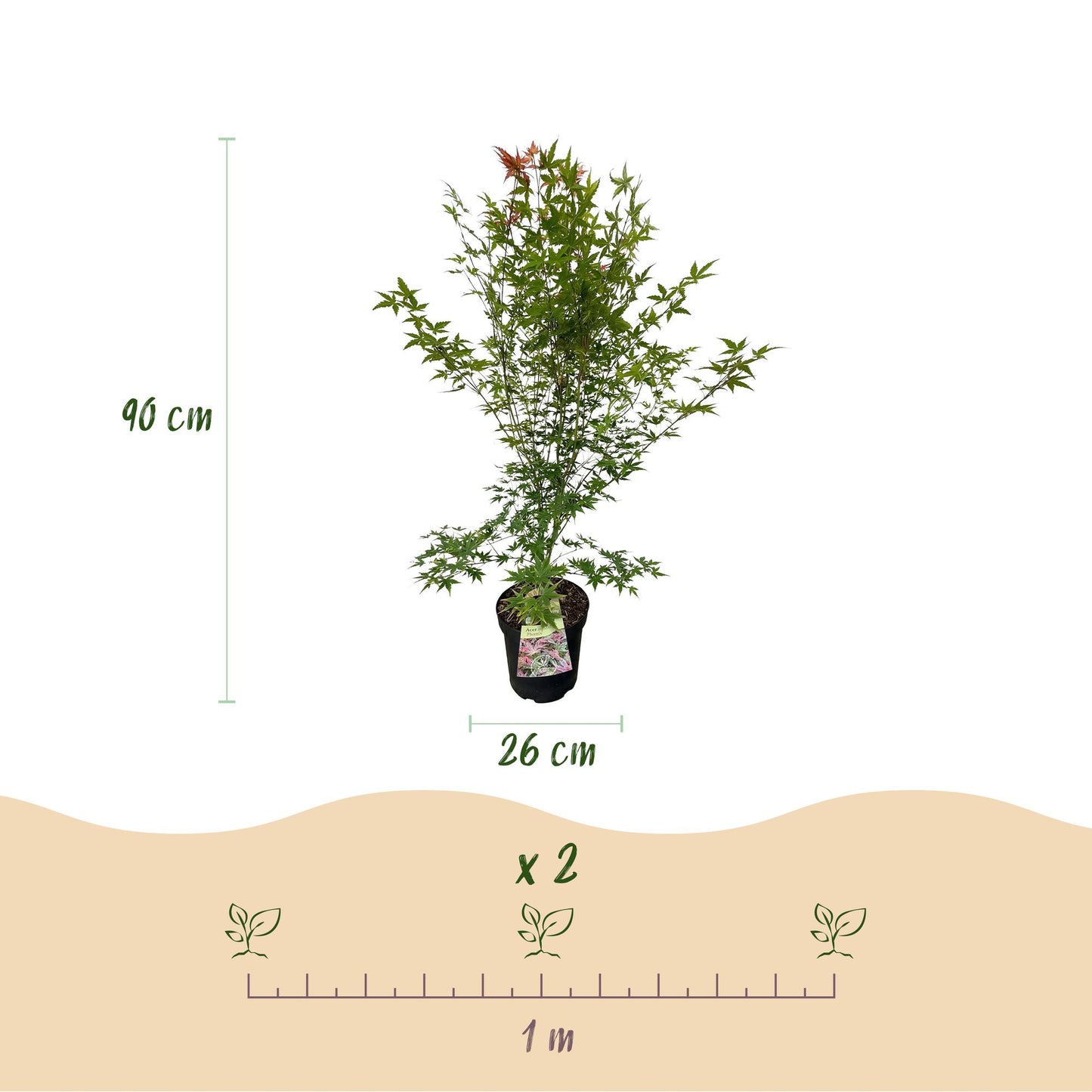 Garden plant - Acer palmatum Phoenix - Japanese Maple - Deciduous - Green - Red - 1 - Pot 26cm - Height 90cm