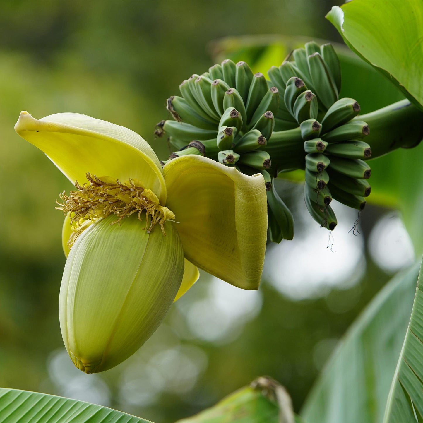 Green boutiQ - Fruitplant - Bananen plant - Musa Basjoo - Winterhard - 4 planten - Pot 12cm Hoogte 30cm