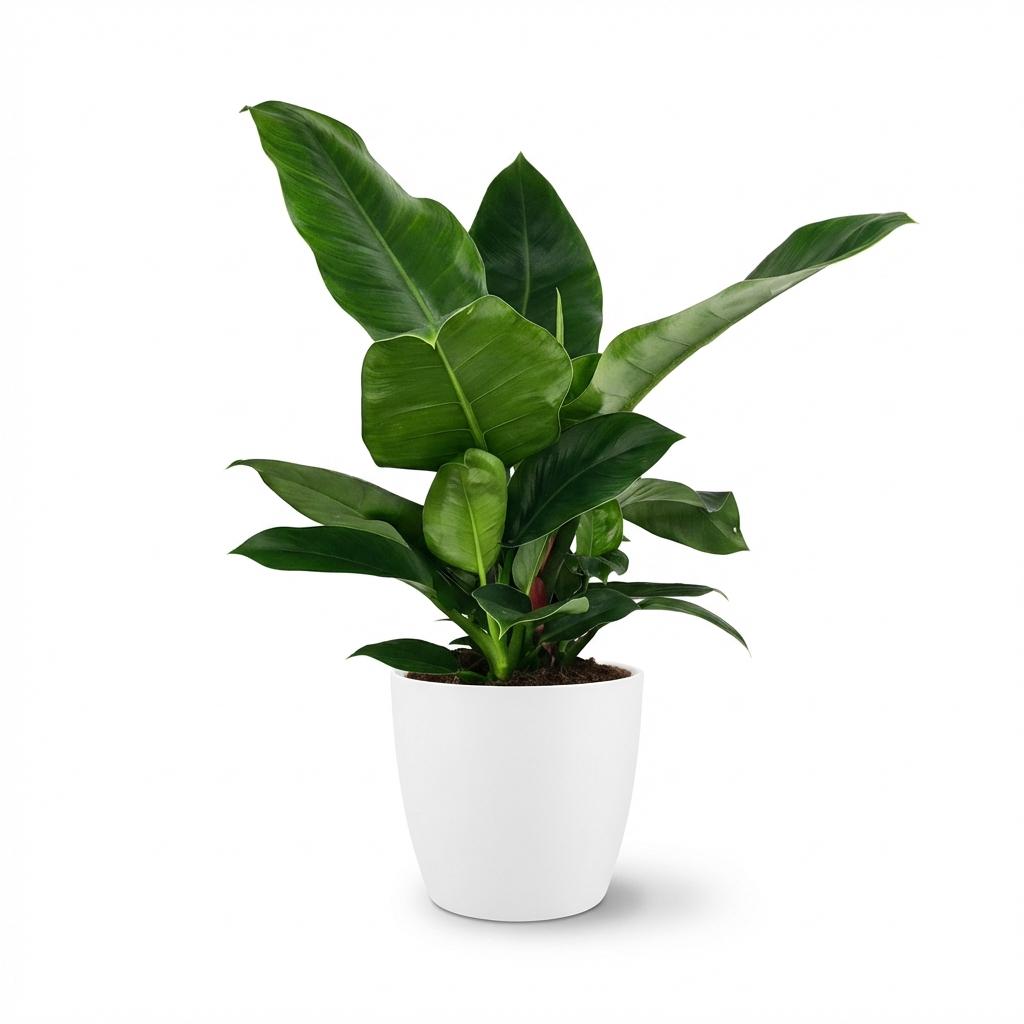 Green boutiQ - Houseplant - Philodendron - Philodendron Imperial Green - Green - Low maintenance - 1 Plant - with Potter White - Pot 19cm - Height 65cm