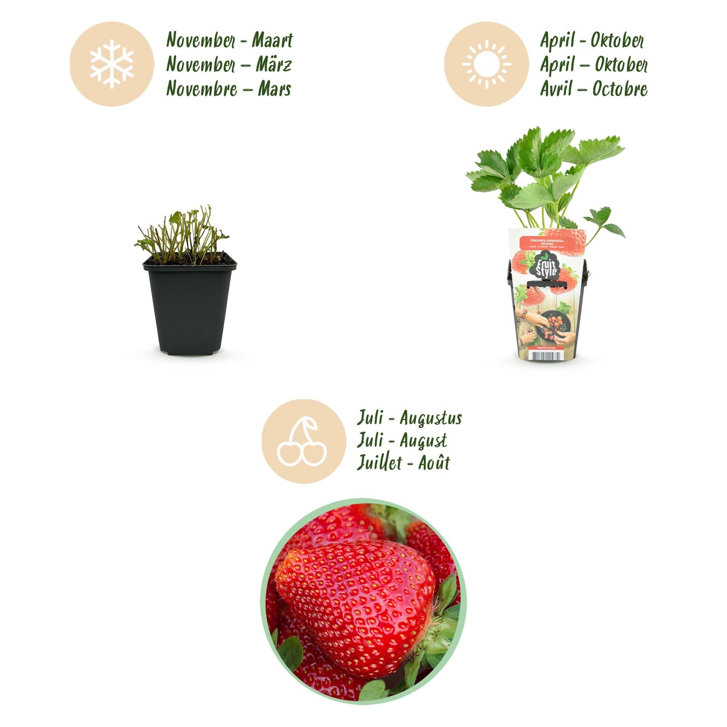 Green boutiQ - Fruit Plants - Strawberry - Fragaria Maxim - Winter Hardy - 3 Plants - 9 cm Pot - Red Strawberry