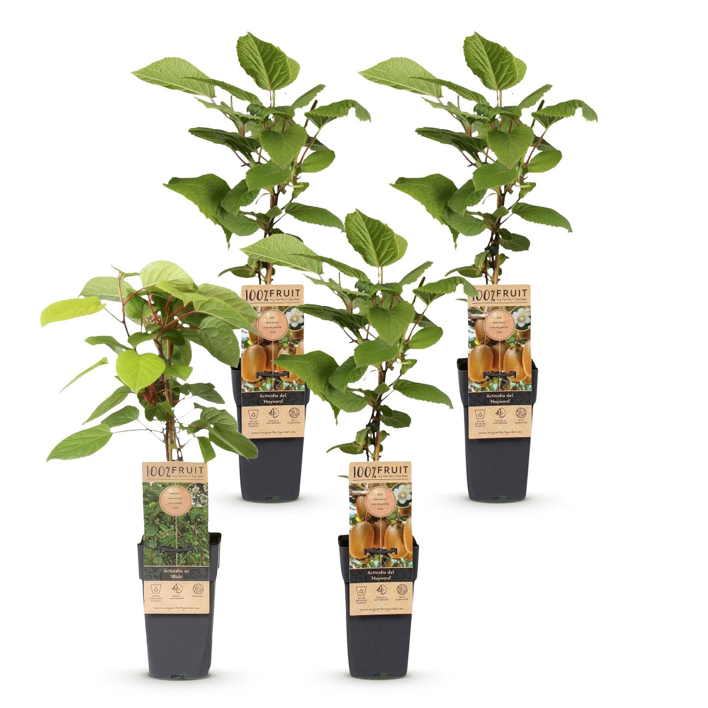 Fruit plant - Actinidia Weiki & Hayward - Kiwi plant - 1 Male - 3 Female - Plants - Green - Pot 15cm - Height 50cm