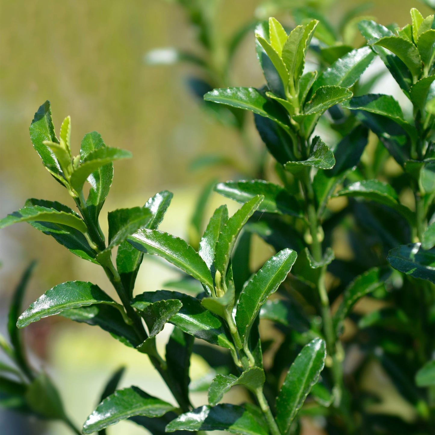 Green boutiQ - 8x Euonymus japonica Green Spire - Spindle Tree - Hedge Plants - Evergreen - Green - Pot 9cm - Height 20-25cm