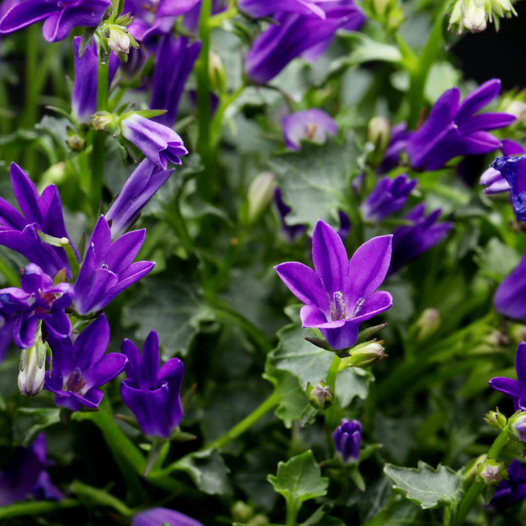 60x Campanula press. 'Coerulea' - ↕10-25cm - Ø9cm