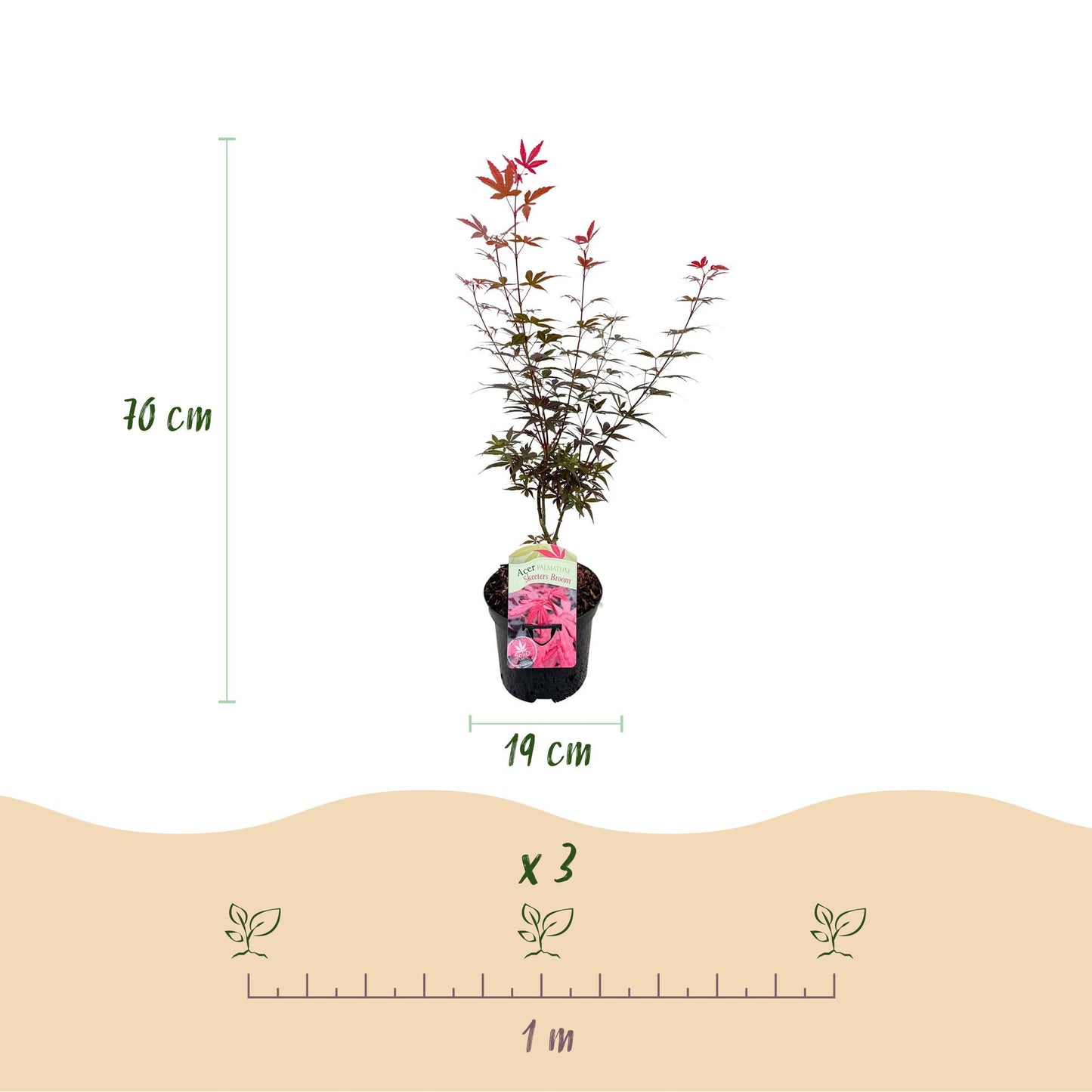 Green boutiQ - Pianta da patio - Acero giapponese - Acer palmatum Skeetsers Broom - Viola - 2 piante - Decidua - Vaso 19 cm Altezza 70 cm