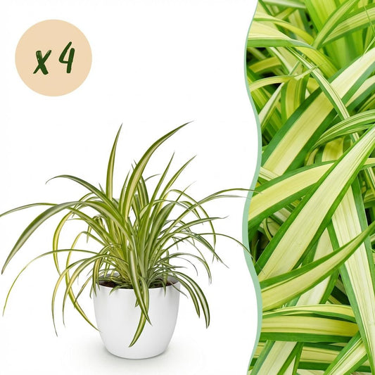 Green boutiQ - House Plant - Chlorophytum comosum Variegatum - Variegated Spider Plant - Pet-Friendly Plant - Green - 4 Plants - with Potter White - Pot 12cm - Height 20cm