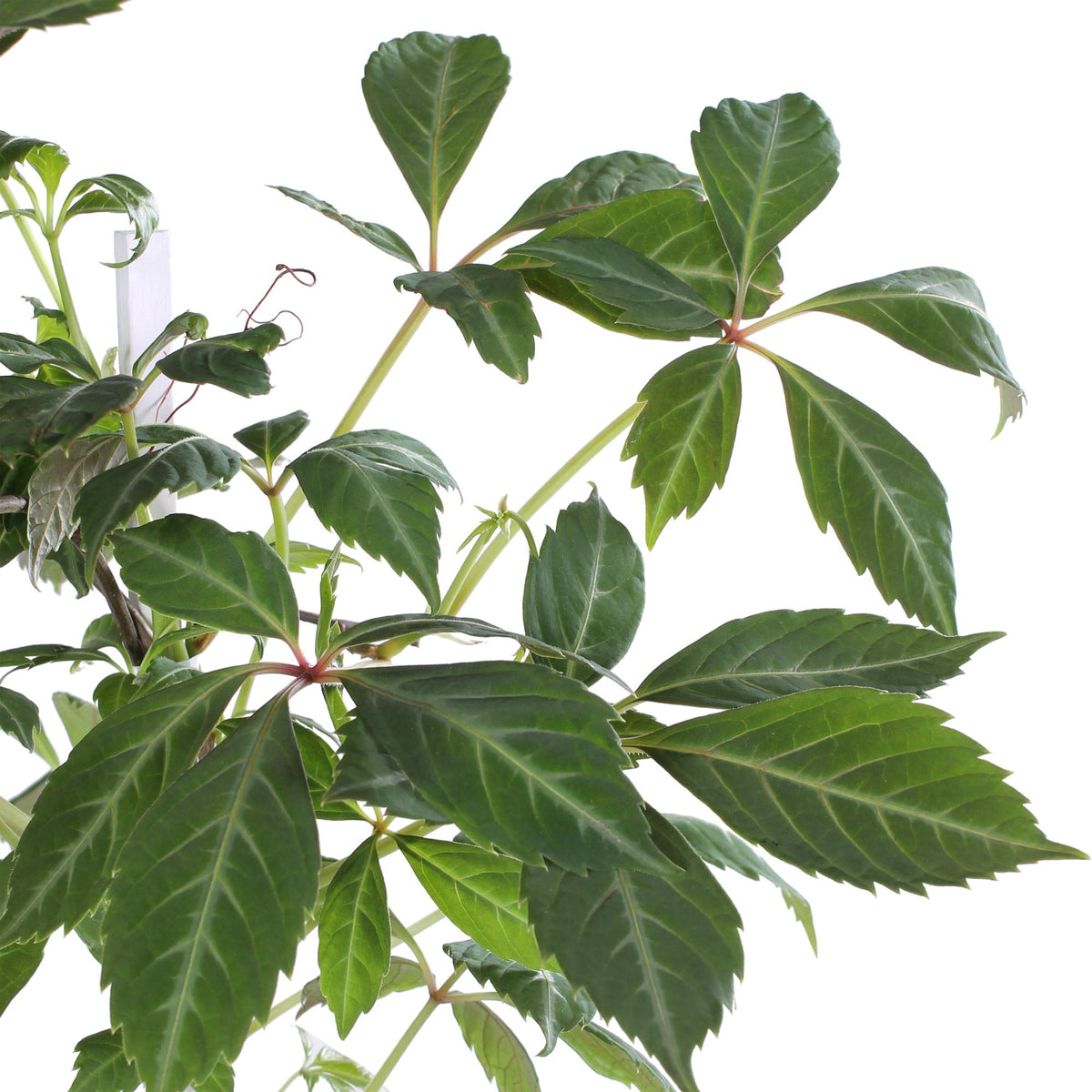 Parthenocissus henryana - Vite americana cinese - Ø15cm - ↕65cm