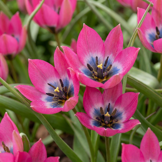 200x Tulip 'Little Beauty' - Pink - Spring flowering - Bulb size 6/+