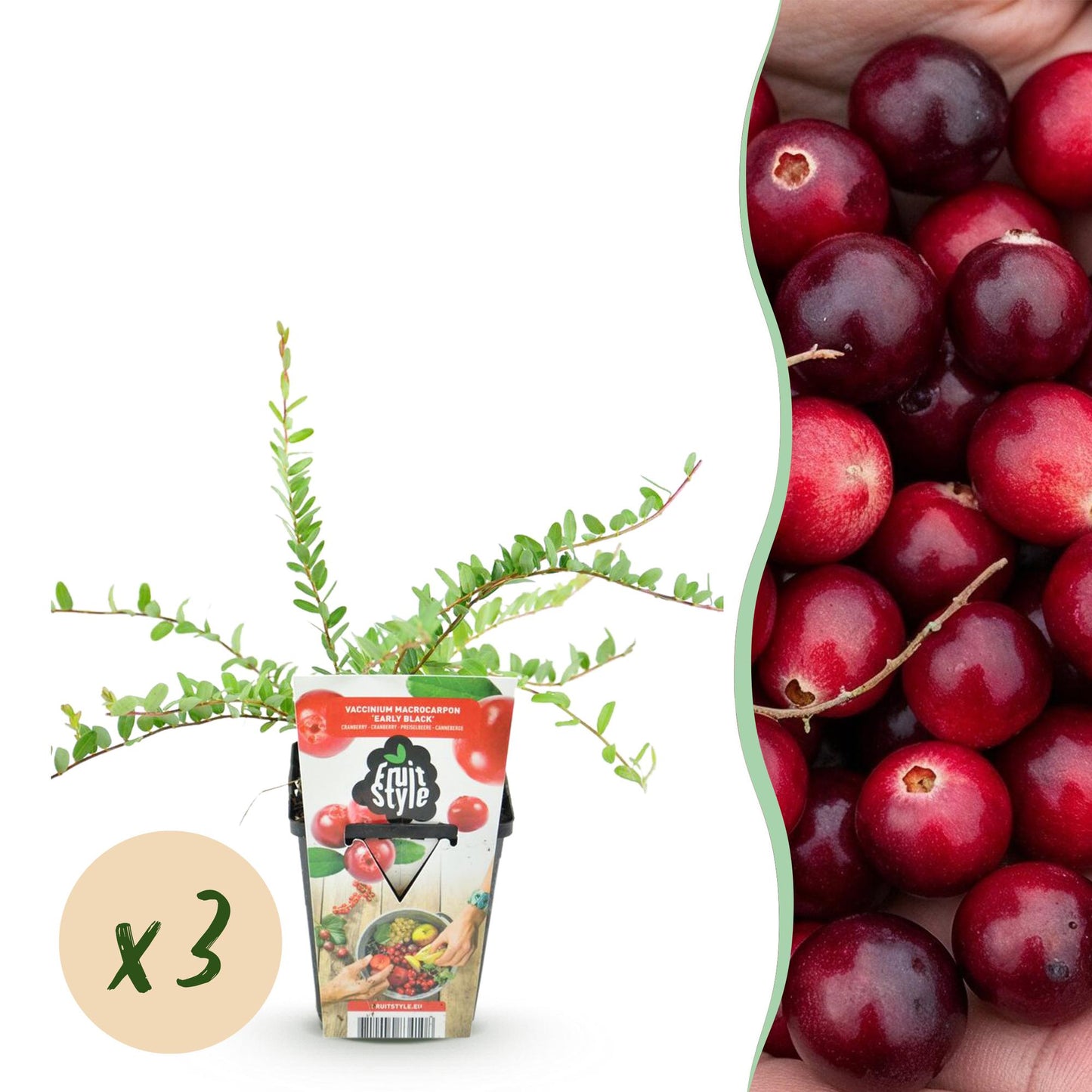 Green boutiQ - Fruit Plants - Blueberry - Vaccinium macrophylla Early Black - Winter Hardy - 3 Plants - 9 cm Pot - Dark Red Berry