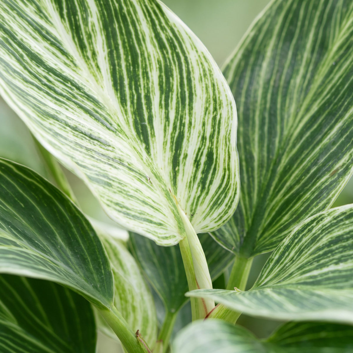 Philodendron Witte Maat - Philodendron White Measure - Groen - Wit - Tropisch - Ø6cm - ↕10cm