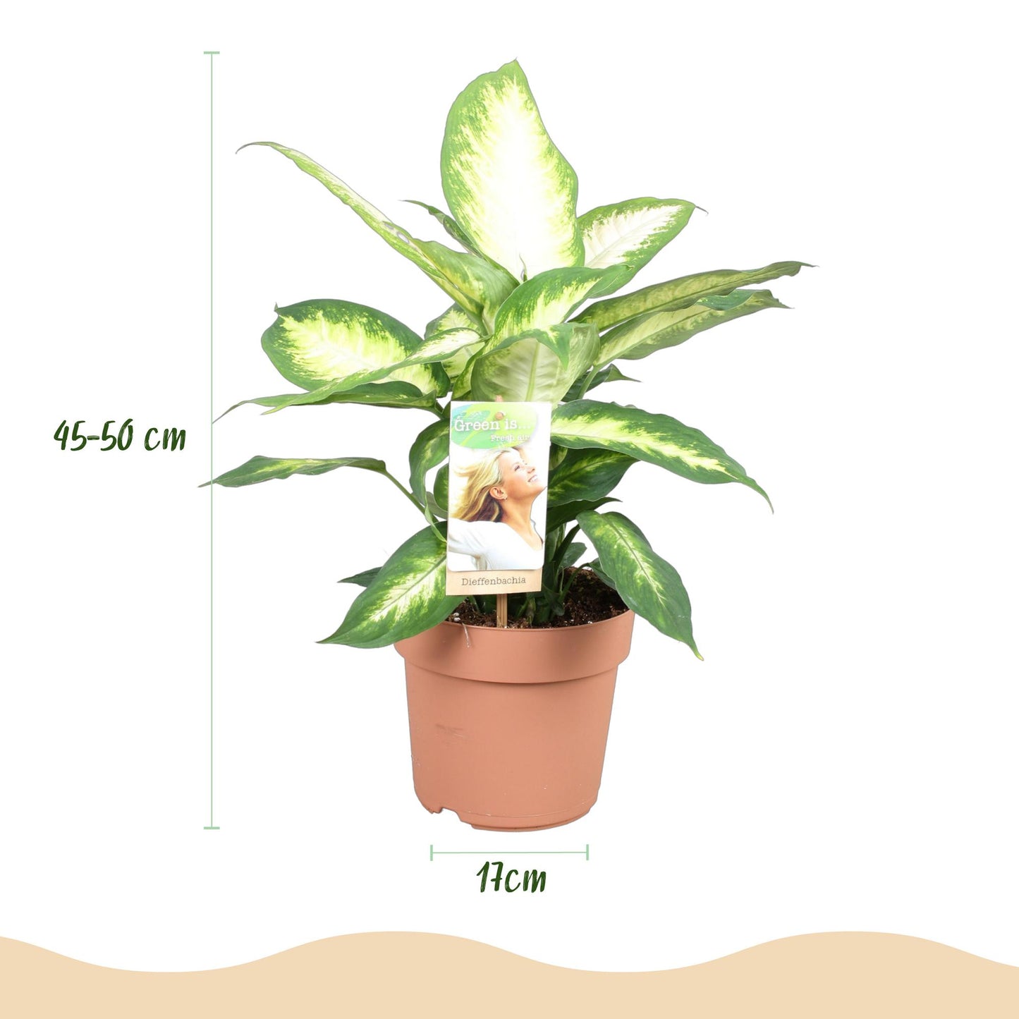Green BoutiQ - Il verde è... Piante da appartamento - Diefenbachia Camilla - Dieffenbachia - Bassa manutenzione - Verde - 1 pianta - Vaso 17 cm - Altezza 45-50 cm