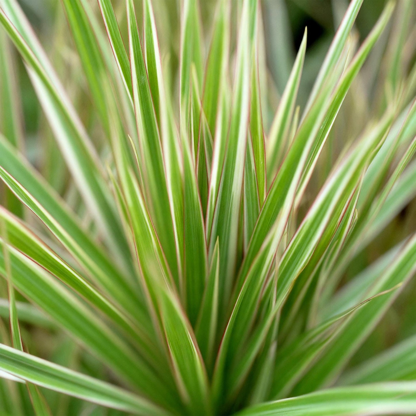 Green is... Indoor plants - Dracaena Marginata Bicolor - Dragon Tree - Low maintenance - Green - 1 Plant - Pot 21cm - Height 90-100cm