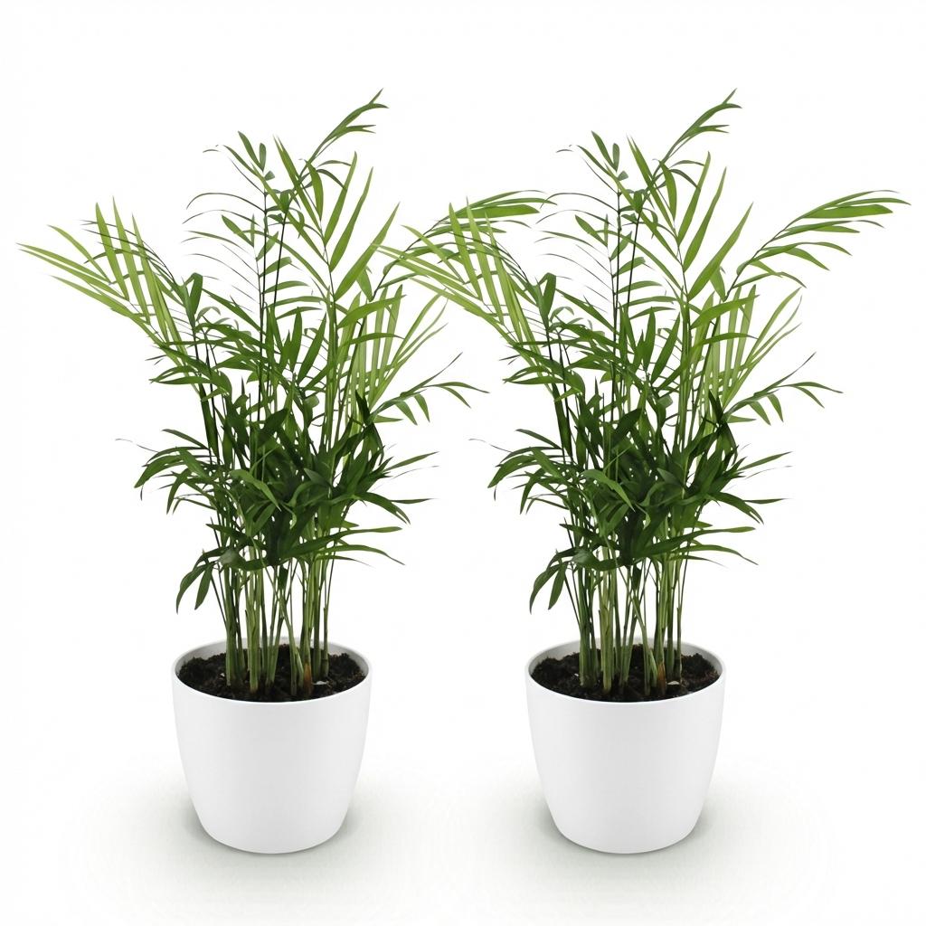 Houseplant - Chamaedorea elegans - Parlor Palm - Pet-Friendly Plant - Green - 2 Plants - with Pot White - Pot 12cm - Height 15cm