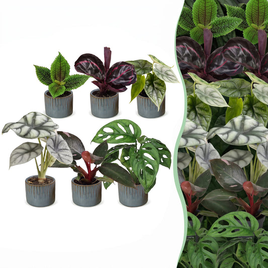 6x Baby Jungle Mix - Couleurs variées - Tropicale - incl. Linnea Misty Blue - Ø6cm - ↕10-15cm