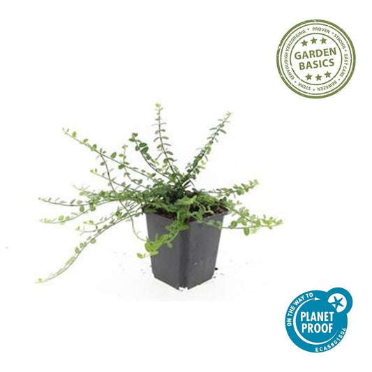 60x Forte di evonimo. 'Minimus' - ↕10-25cm - Ø9cm