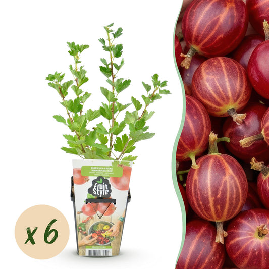 Fruit Plants - Gooseberry - Ribes uva-crispa Hinnonmaki Red - Winter Hardy - 6 Plants - 9 cm Pot - Red Berry