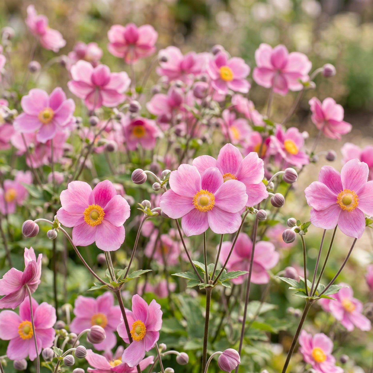 Vasteplant - Anemone hup. Splendens - Herfst Anemoon - Schaduw - Donker Roze - 12 Planten - Pot 11cm - Hoogte 15-25cm