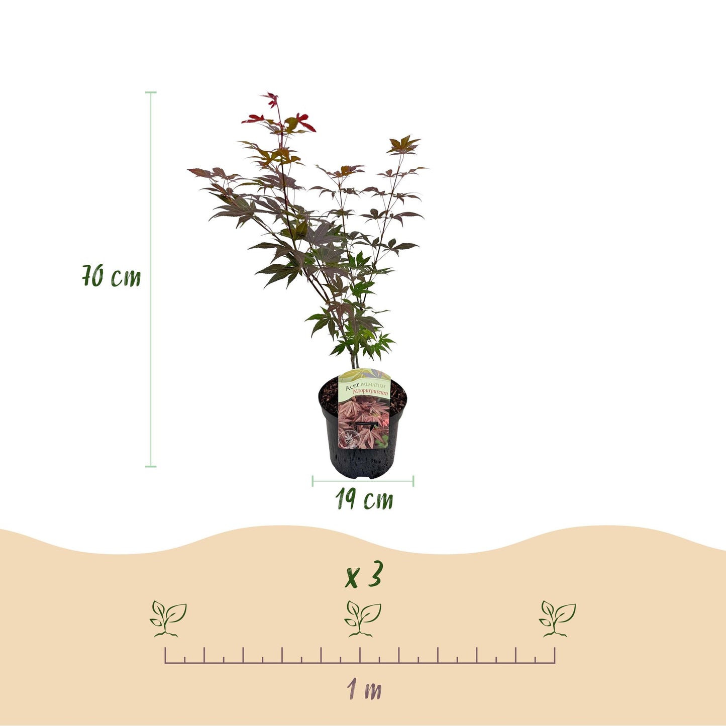 Green boutiQ - Terrasplant - Japanse Esdoorn - Acer palmatum Atropurpureum - Paars - 2 Planten - Bladverliezend - Pot 19cm Hoogte 70cm