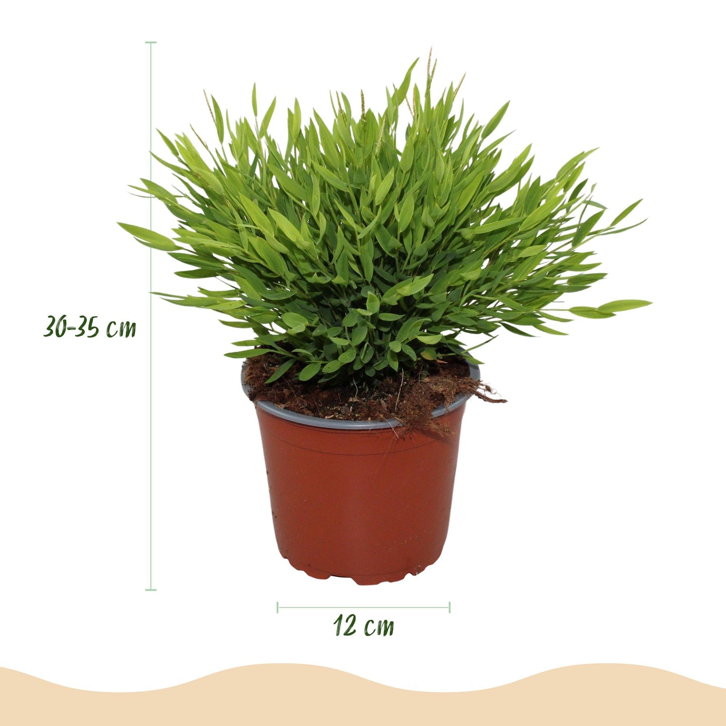 Houseplant - Bamusa Pogonatherum Monica - Bamboo Grass - Pet-Friendly Plant - Green - 2 Plants - with Grey Pot - Pot 12cm - Height 20cm