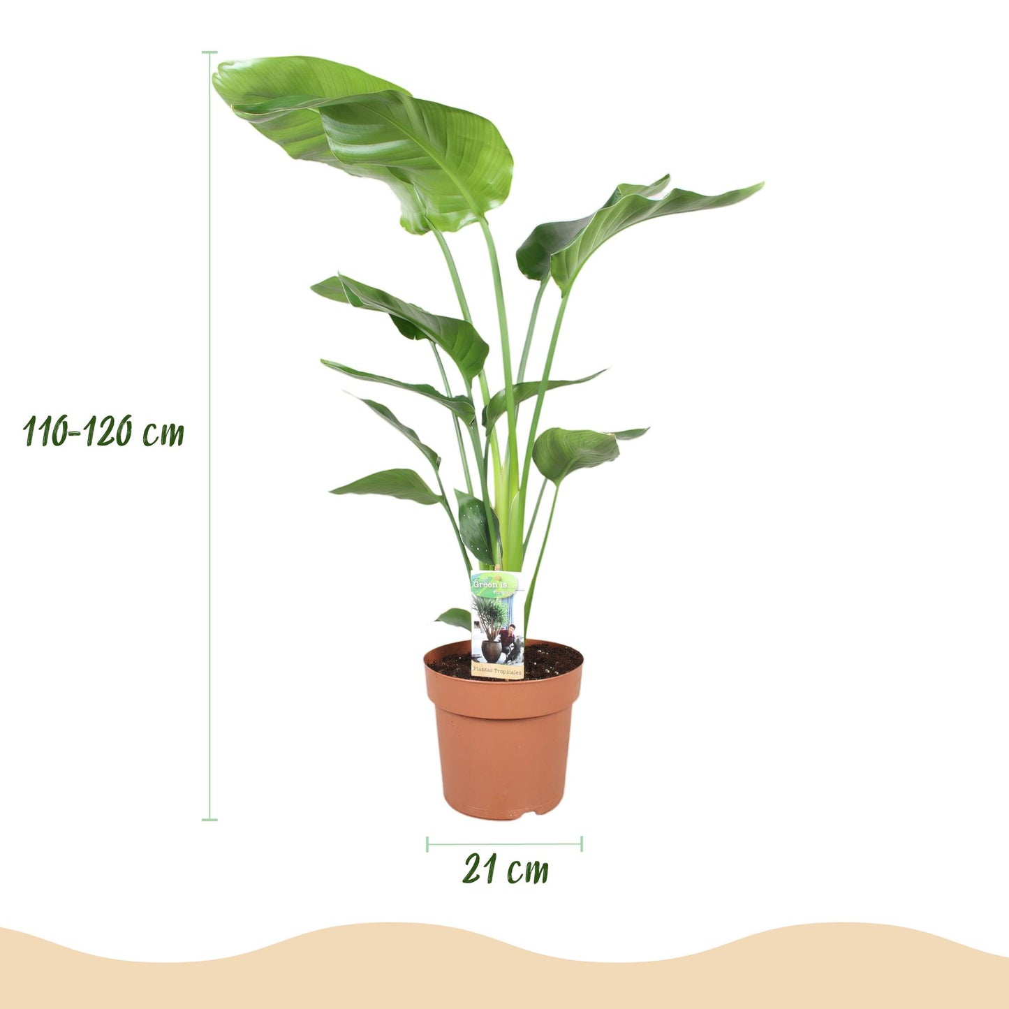 Green boutiQ - Houseplants - Strelitzia Nicolai - Bird of Paradise - Low maintenance - Green - 1 Plant - with Potter Grey - Pot 21cm - Height 110-120cm