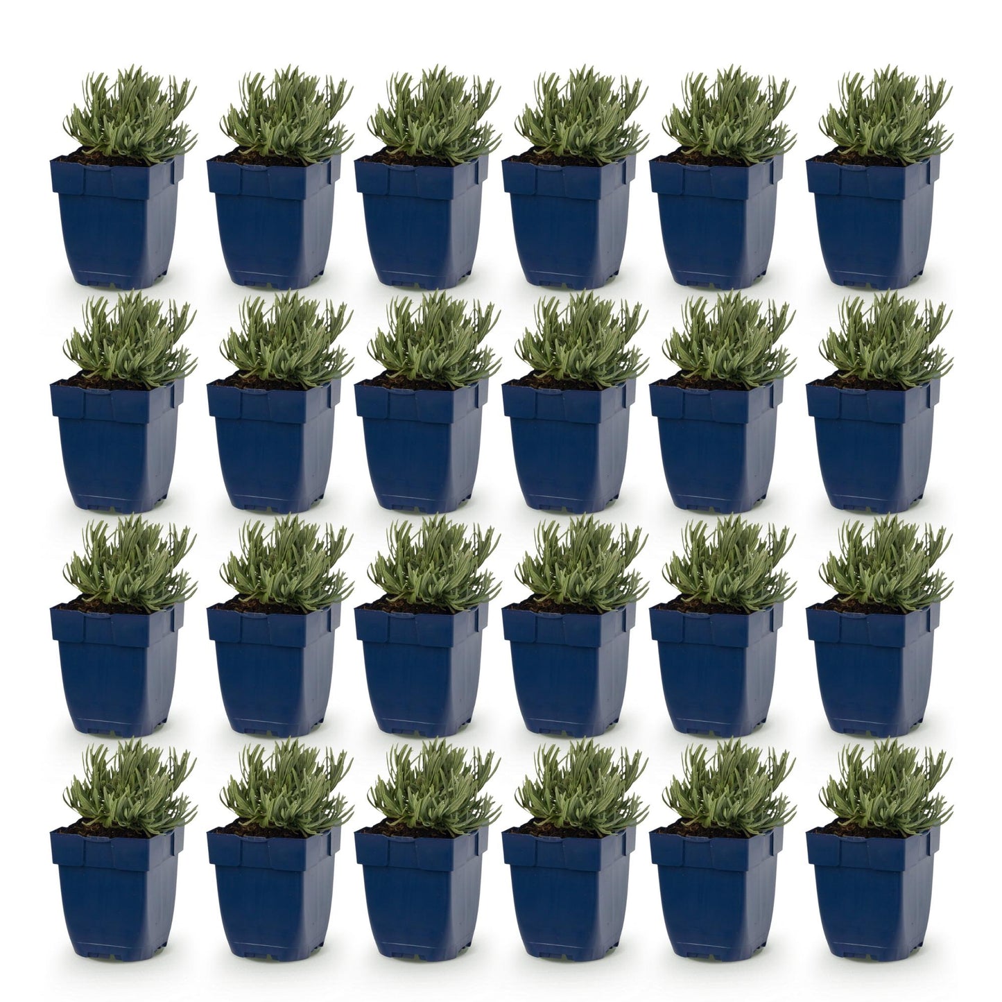 Vasteplant - Lavandula ang. Hidcote - Lavendel - Geurend - Paars - 24 Planten - Pot 11cm - Hoogte 15-25cm