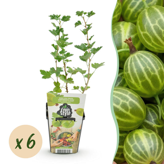 Fruit Plants - Gooseberry - Ribes uva-crispa Hinnonmaki Grun - Hardy - 6 Plants - Pot 9 cm - Green Berry
