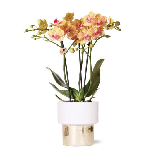 Orchidee colibrì | orchidea Phalaenopsis bianca – Giamaica + vaso Lush – dimensioni del vaso Ø9 cm | pianta da appartamento fiorita in vaso di fiori - fresca dal coltivatore