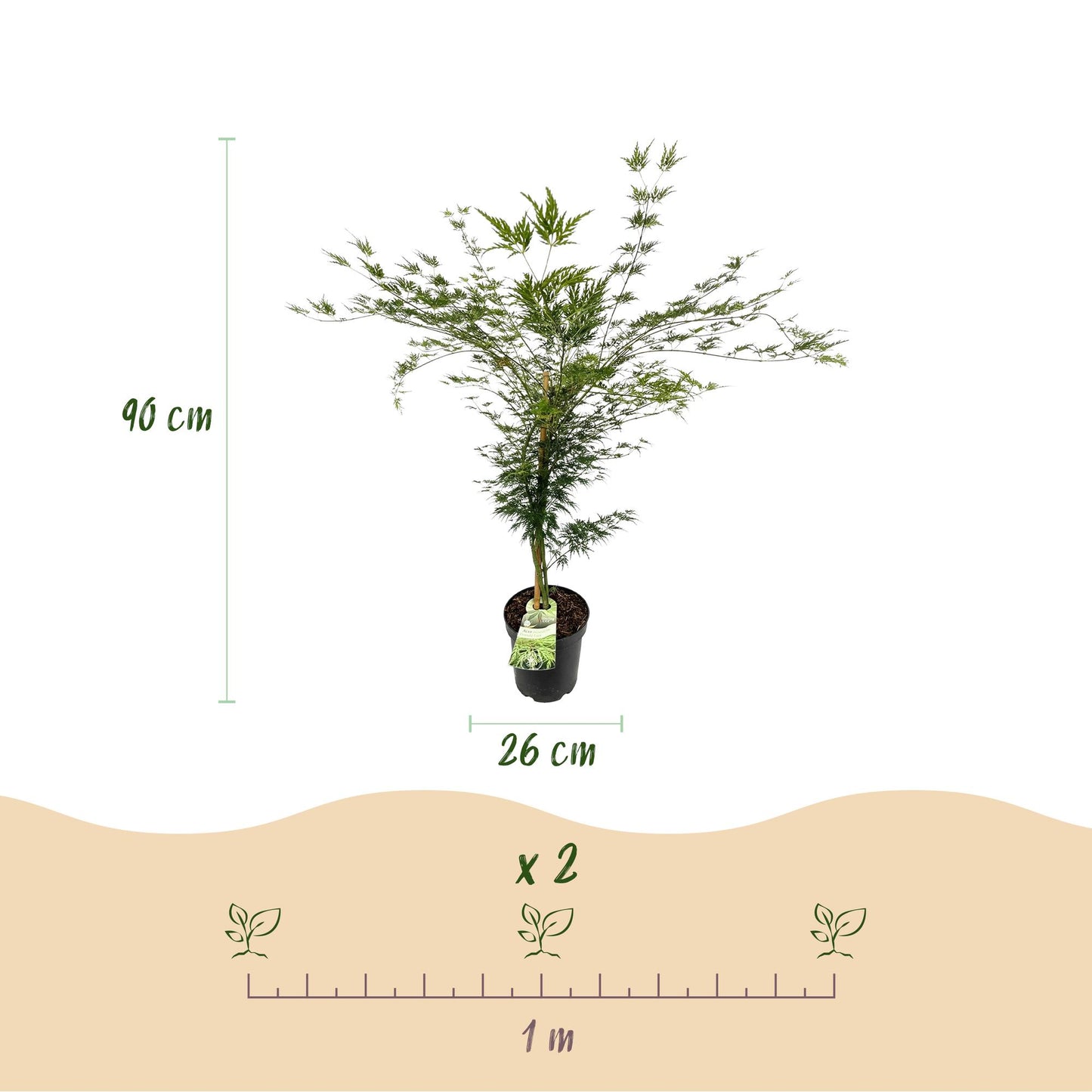 Tuinplant - Acer palmatum Emerald Lace - Japanse Esdoorn - Bladverliezend - Groen - 1 - Pot 26cm - Hoogte 90cm