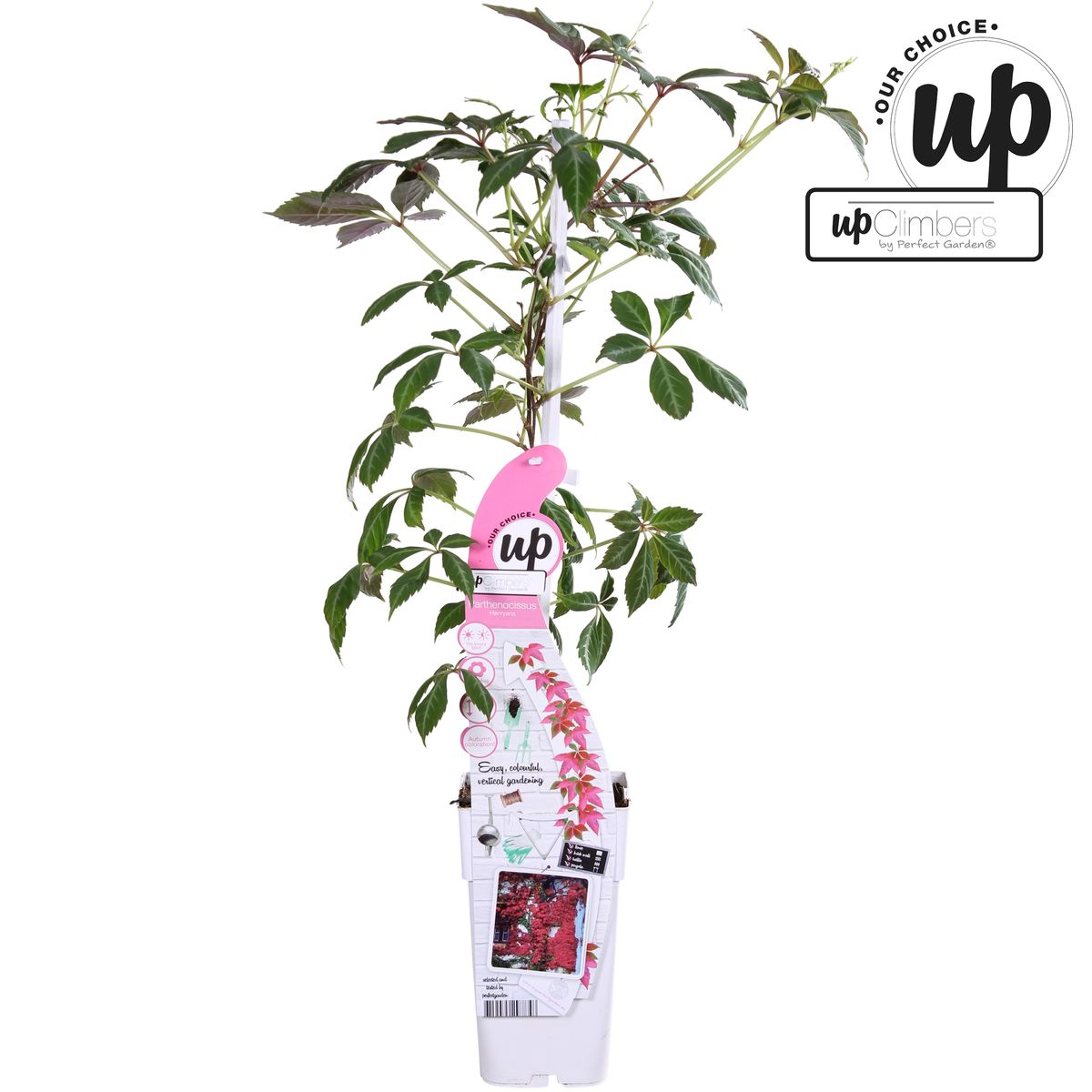 Parthenocissus henryana - Vite americana cinese - Ø15cm - ↕65cm
