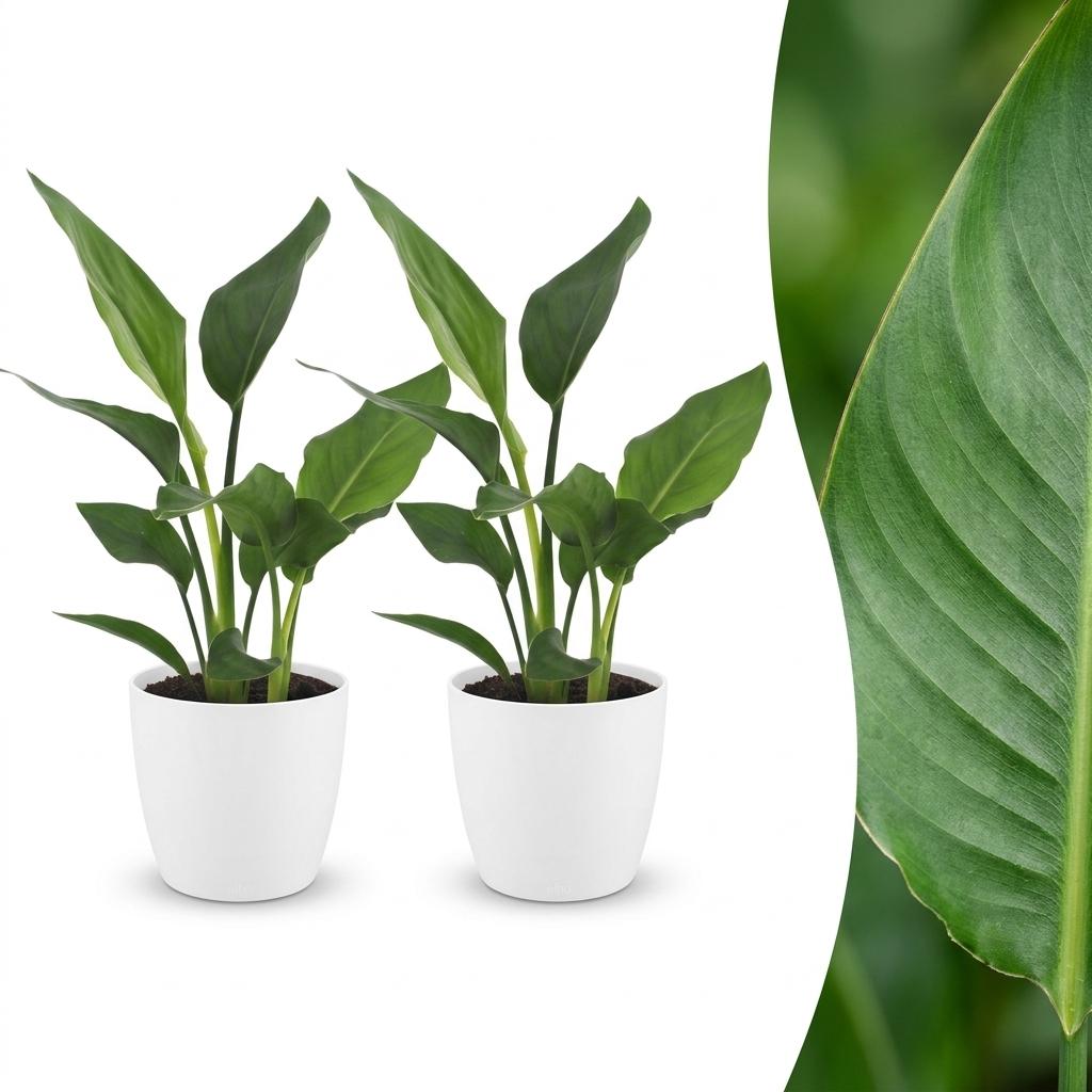Strelitzia Reginea - Paradijsvogelbloem - 2 Planten - met Potter Wit - Pot 12cm - Hoogte - 35cm