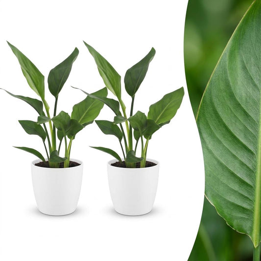 Strelitzia Reginea - Bird of Paradise Flower - 2 Plants - with White Pots - Pot 12cm - Height - 35cm