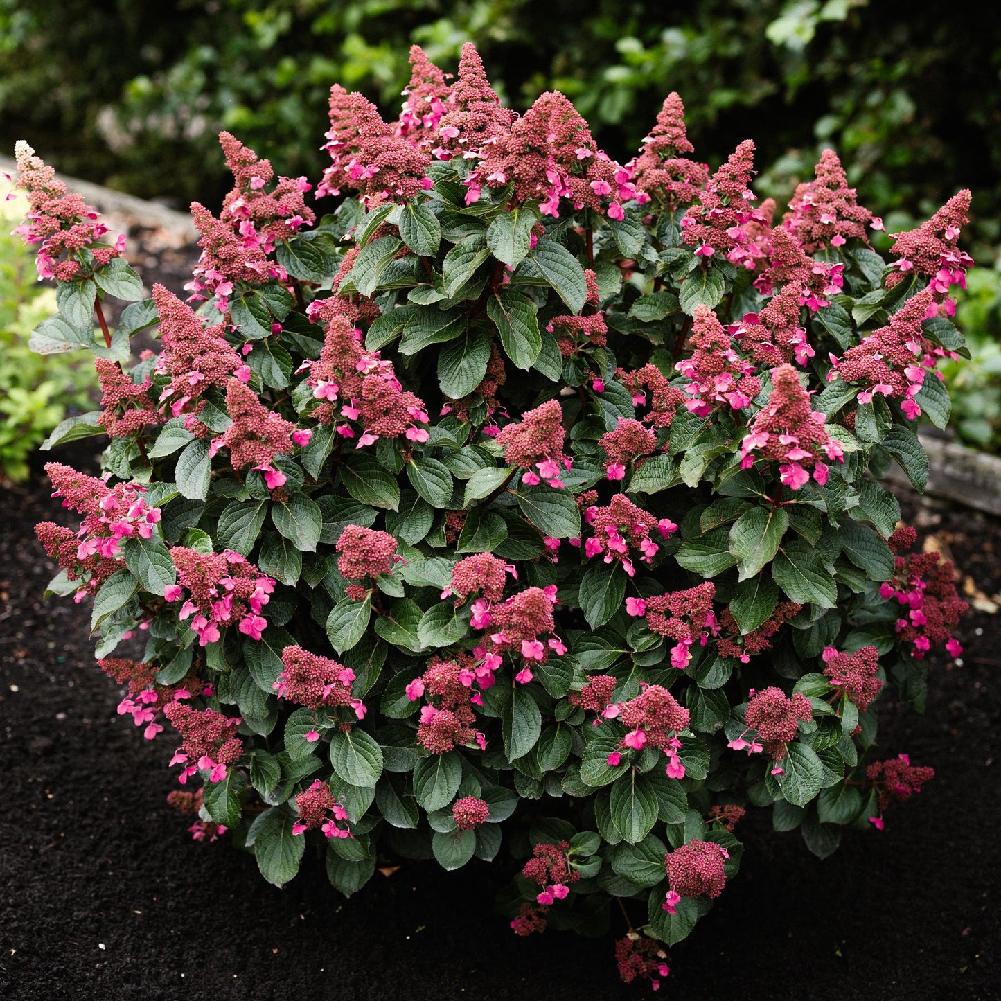 Tuinplant - Hydrangea panniculata Living Infinity - Pluimhortensia - Winterhard - Wit - 1 Plant - Pot 12cm - Hoogte Hoogte 20-30cm