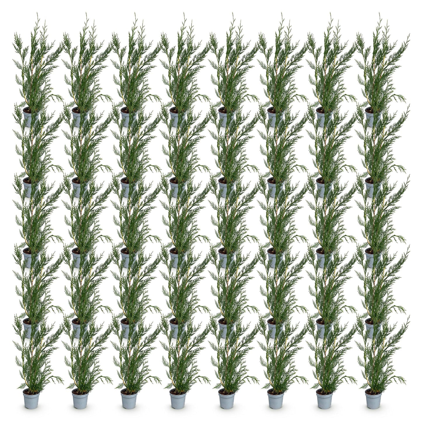 Green boutiQ - 40x Cupressocyparis leylandii 2011 - Leyland Cypress - Hedge Plants - Evergreen - Green - 9cm Pot - Height 30-40cm