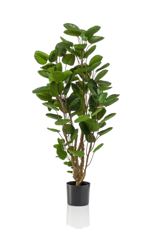 Pianta artificiale - Polyscias - Aralia - 105 cm