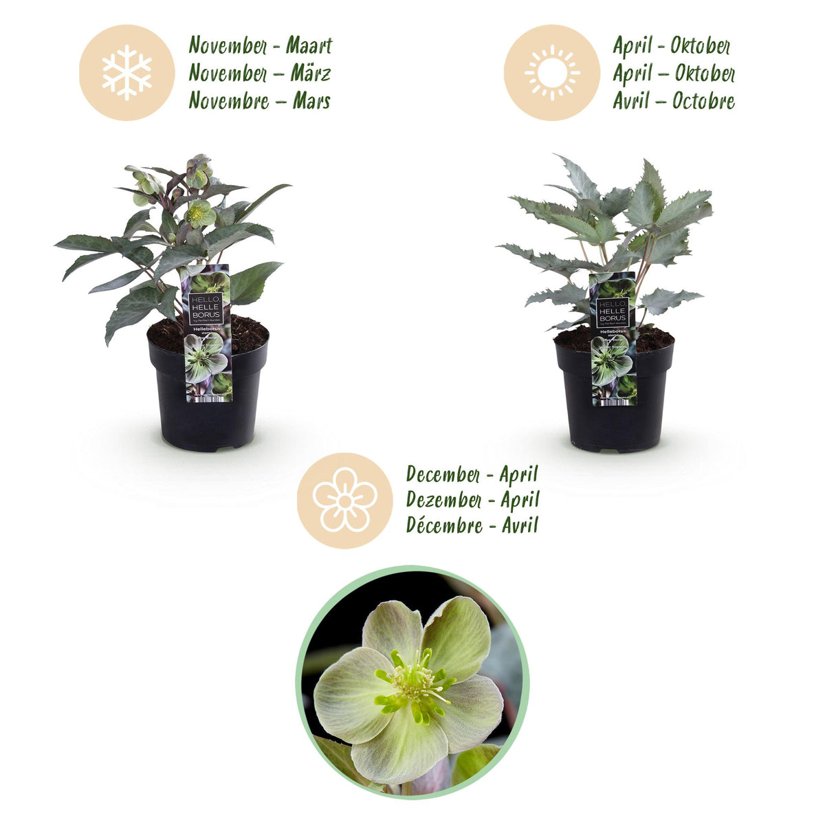 Green boutiQ - Tuinplant - Lenten Rose Helleborus sternii Silver Dollar - Groene  Bloem -1 Plant - Groenblijvend - Pot 14cm Hoogte 35cm