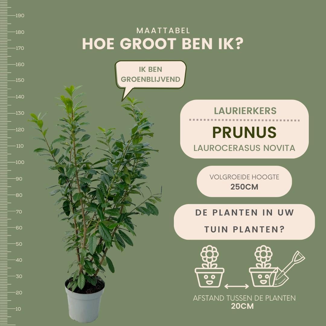 Large Cherry Laurel Plants Novita for 10 linear metres of hedge | - 15L - 20x | ↨ 125-150 cm