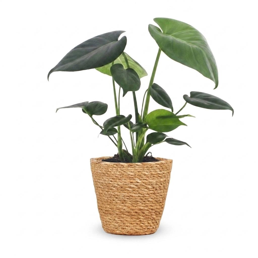 Monstera Deliciosa - Gatenplant - 1 Plant - met Mand - Pot 12cm - Hoogte 30cm