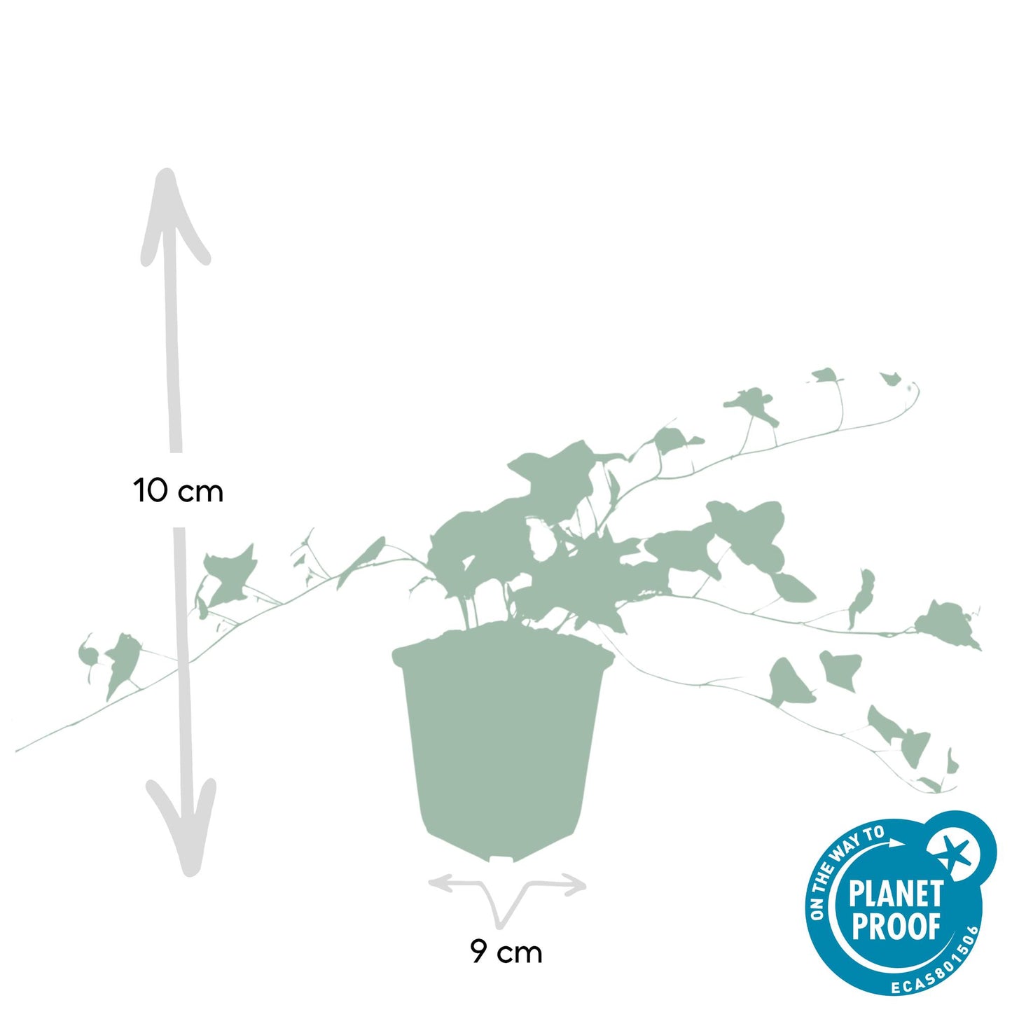 40x Hedera helix 'Ghiacciaio' - ↕10-25cm - Ø9cm