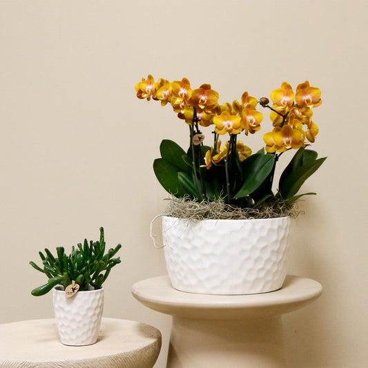 Hummingbird Orchids | orange orchid set in Honey dish incl. water reservoir | three orange orchids Las Vegas12cm | Mono Bouquet white with self-sufficient water reservoir