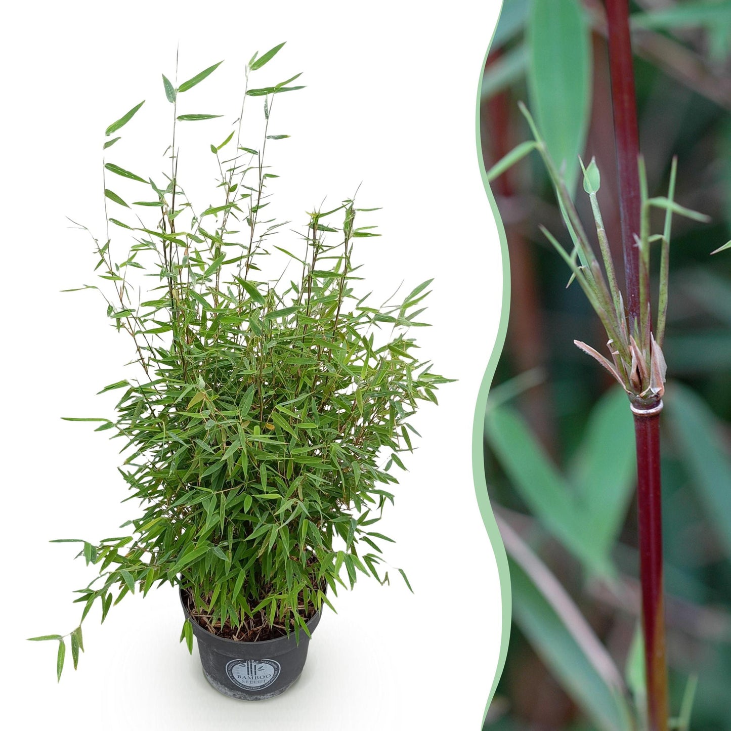 Graminacee - Fargesia nitida Red Dragon - Bambù non invasivo - Sempreverde - Verde - 1 Pianta - Vaso 23 cm - Altezza 80 cm