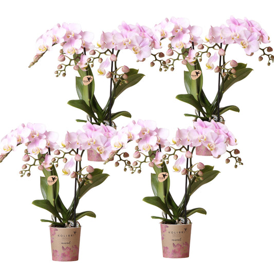 Kolibri Orchids | OFFERTA COMBINATA di 4 orchidee Phalaenopsis - Portogallo - vaso Ø9cm | pianta da appartamento fiorita - fresca dal coltivatore