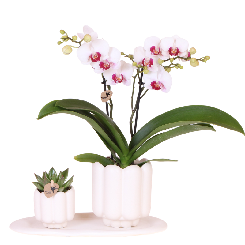 Kolibri Orchids | Set regalo Retro White | Orchidea Gibilterra bianca Ø9cm + pianta verde Ø6cm – inclusi vasi decorativi e vassoio bianco – freschi dal coltivatore